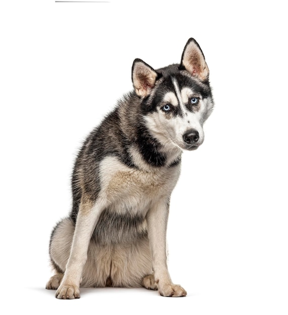 Husky sibérien assis isolé sur blanc