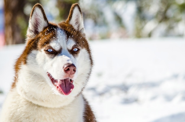 Husky Sibérien aux yeux bleus. Le chien Husky a la robe rouge et brune.