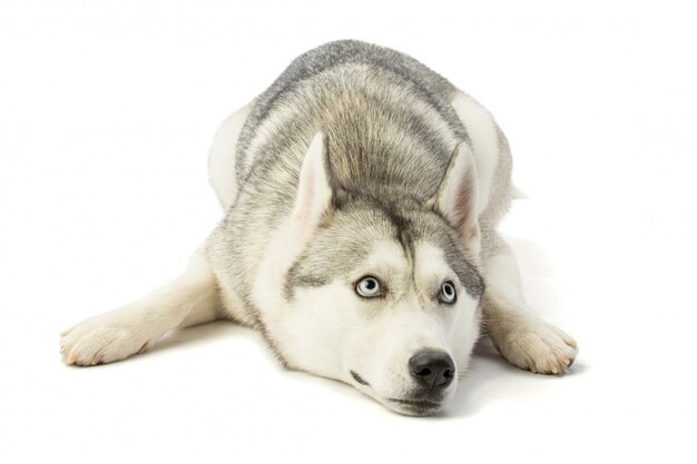 Husky sibérien couché