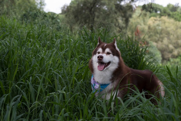 husky sibérien dans la forêt