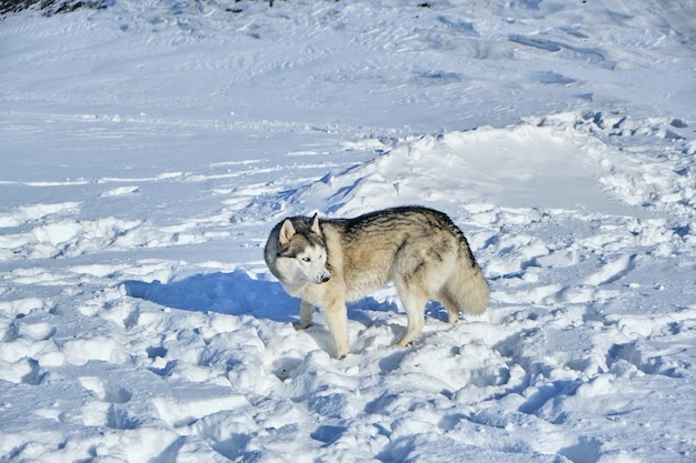 Husky sibérien dans la neige par une belle journée ensoleillée.