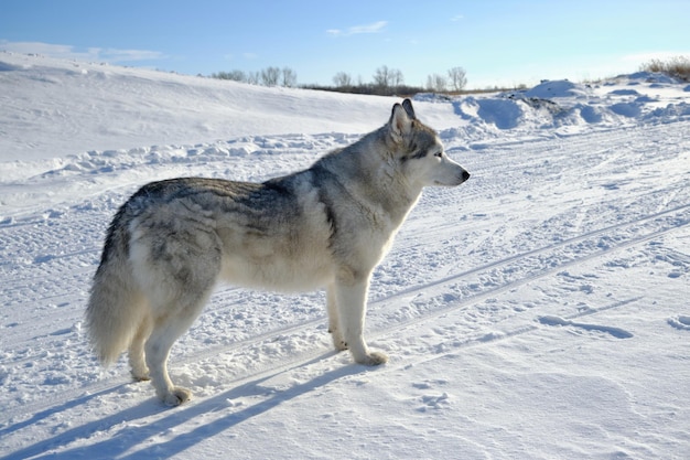 Husky sibérien dans la neige par une belle journée ensoleillée.