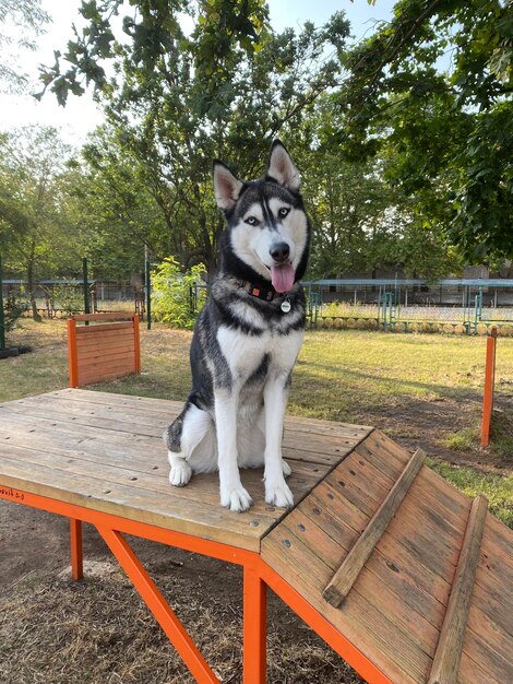 Husky sibérien dans le parc canin