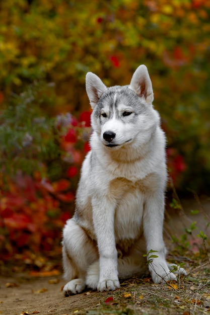 Husky sibérien drôle couché dans les feuilles jaunes. Couronne de feuilles d'automne jaunes. Chien sur fond de nature.