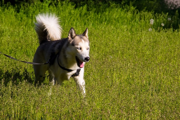Husky sibérien en laisse marchant en plein air dans un parc verdoyant