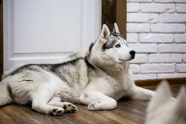 Husky sibérien à la maison allongé sur le sol. mode de vie avec chien