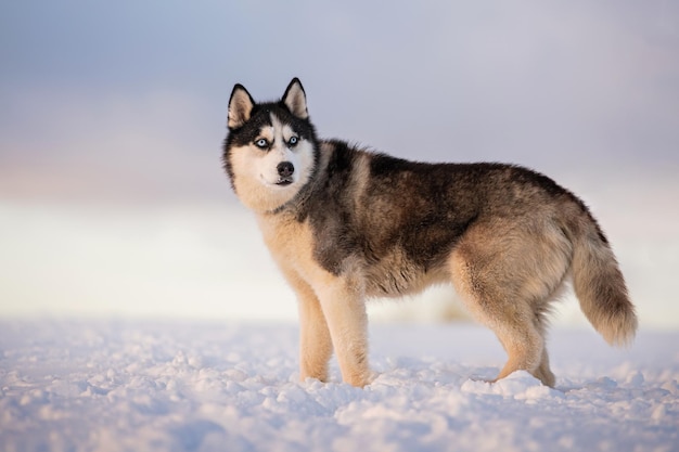 Husky sibérien noir et blanc aux yeux bleus se promène dans la neige en hiver sur fond de ciel du soir