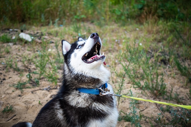 Un husky sibérien noir et blanc marchant sur un champ d'été