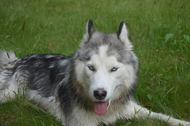 Husky sibérien prêt à jouer et à bondir dans l'herbe.