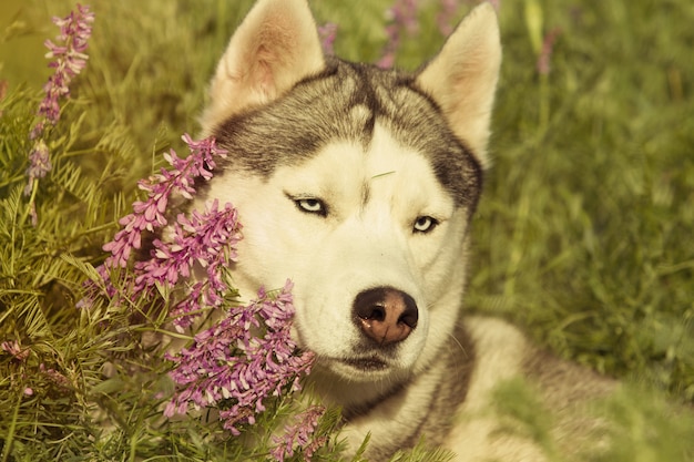 Le husky sibérien se promène dans l'herbe