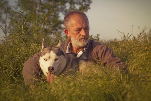 Le husky sibérien se promène dans l'herbe