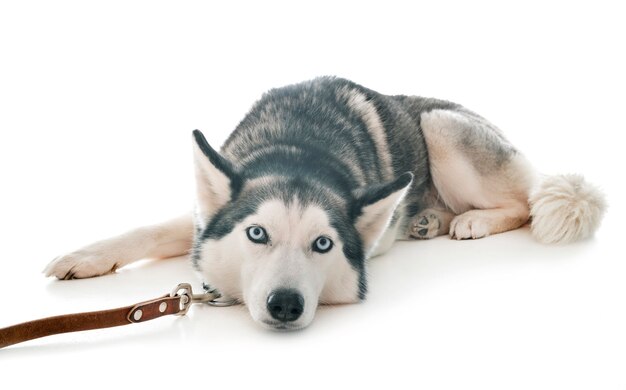 husky sibérien en studio