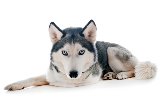 husky sibérien en studio