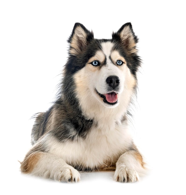 Husky sibérien en studio