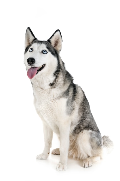 husky sibérien en studio