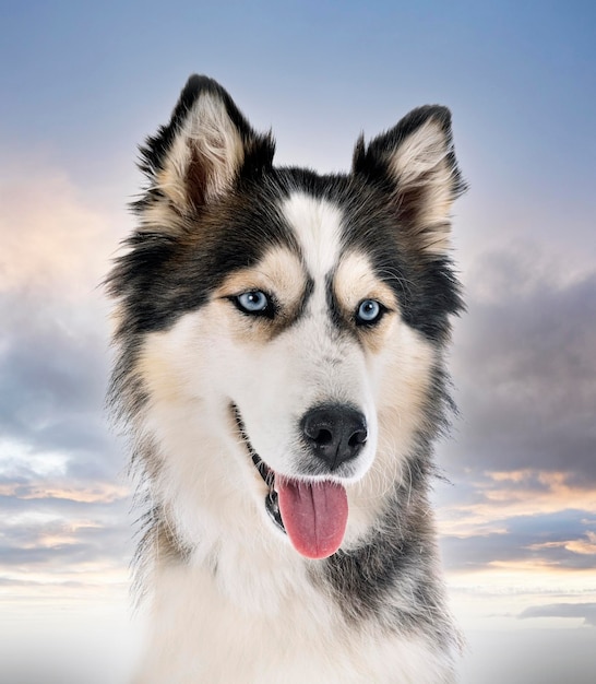 husky sibérien en studio