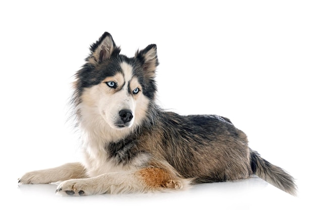 husky sibérien en studio