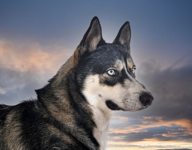 husky sibérien en studio