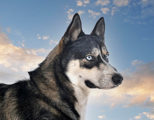 husky sibérien en studio