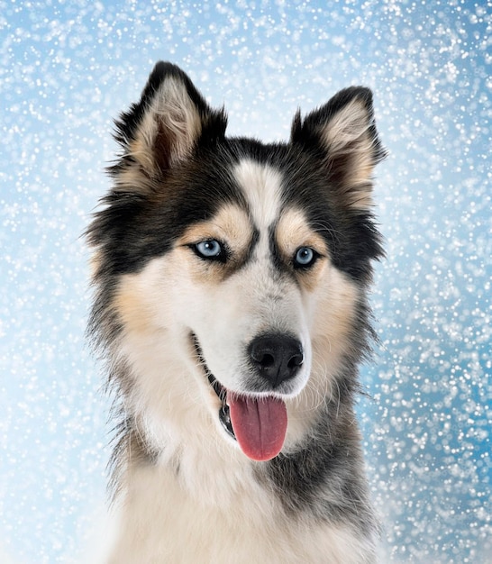 husky sibérien en studio