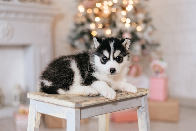Husky sibérien sur un tabouret avec arbre de Noël derrière