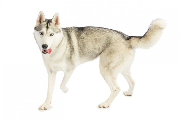 Husky sibérien