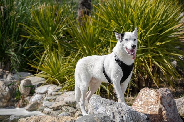 Husky Sibérien