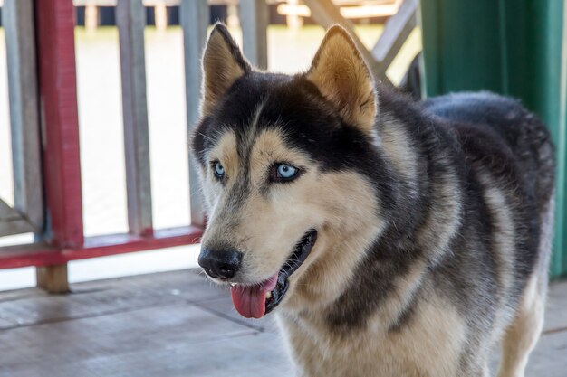 Husky sibérien