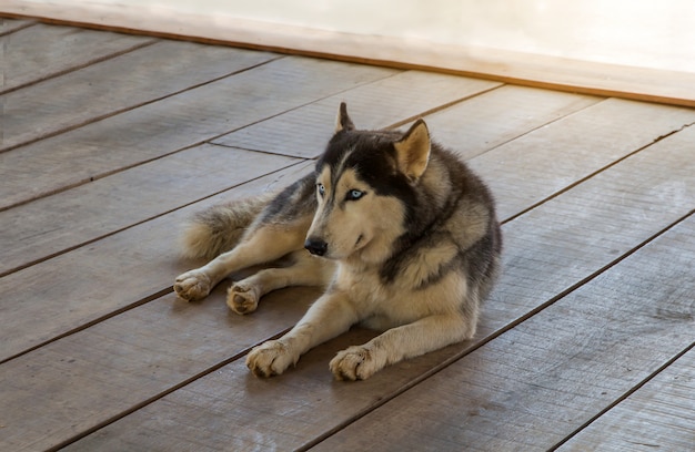 Husky sibérien