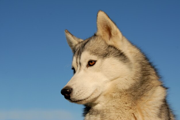 Husky sibérien