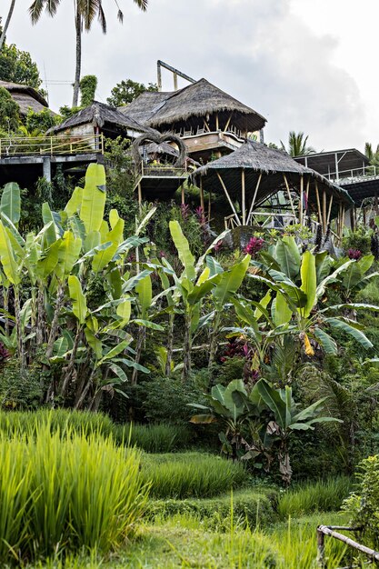 Huttes balinaises traditionnelles, hôtel, maison d'hôtes dans la jungle dans la région d'Ubud, Bali