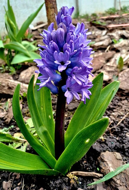 Photo hyacinthes dans le jardin