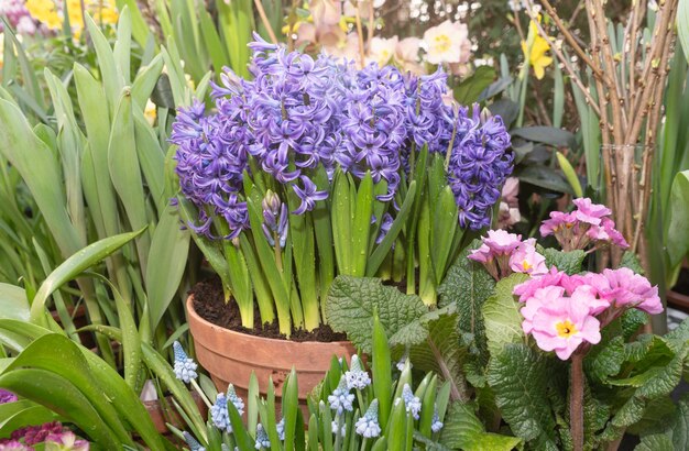 Photo hyacinthes muscari narcises dans des pots fleurs bulbeuses vivaces fleurs de printemps dans des pots