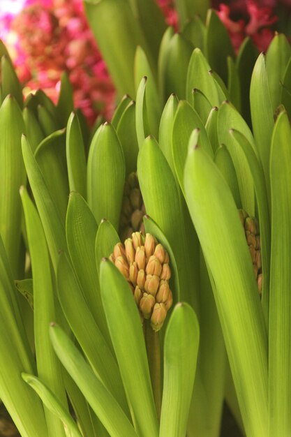 Les hyacinthes sont des plantes à fleurs aux bulbes sphériques.