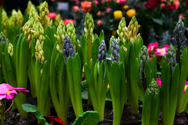 Des hyacinths en fleurs dans une boutique de fleurs