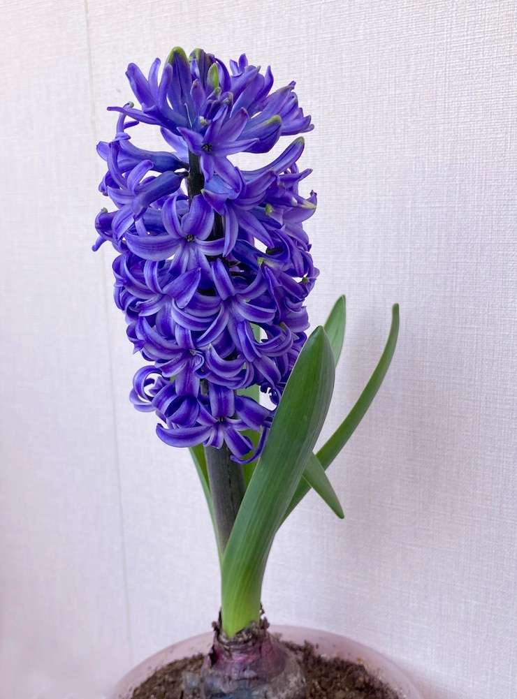 Photo hyacinthus orientali bleu dans le pot