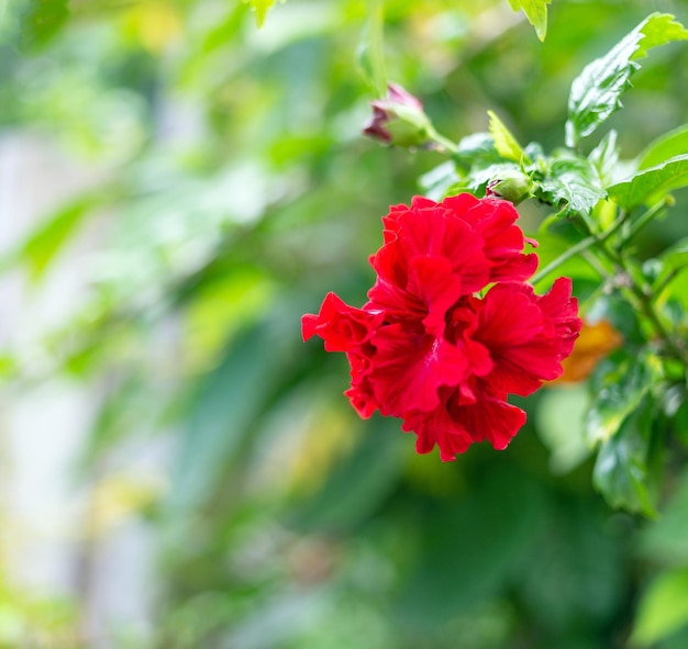 Hybride d'Hibicus rouge une fleur de chaussure est une belle fleur épanouie fond de feuille verte