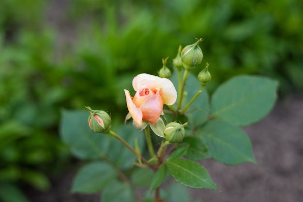 Un hybride nostalgique de la rose de thé Chippendale