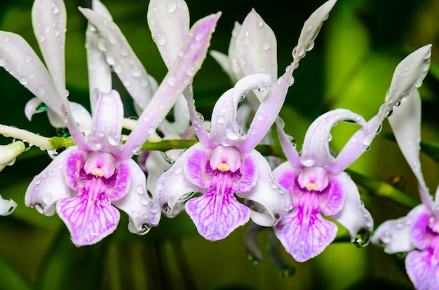 Photo les hybrides d'orchidées dendrobium sont blancs avec des rayures roses en thaïlande