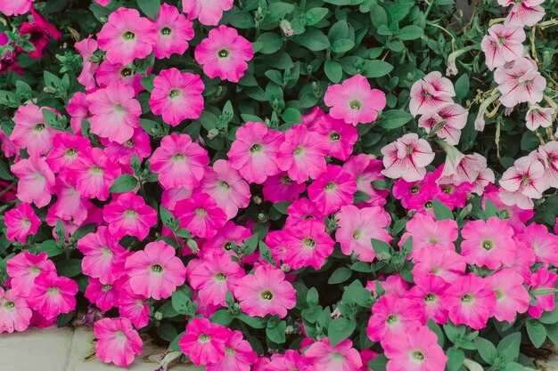 Hybrides roses de calibrachoa