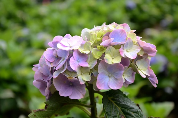 Hydrangea macrophylla dans le jardin