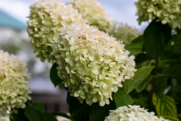 Hydrangea paniculata l'hortensia paniculé est une espèce de plante à fleurs