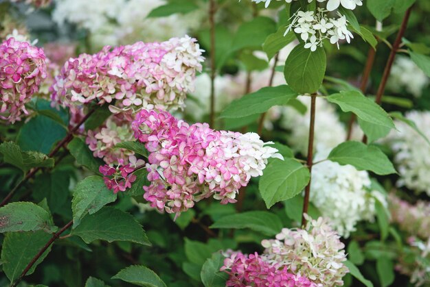 Hydrangea Vanille Fraise fleurit avec des fleurs roses et blanches dans le jardin d'été