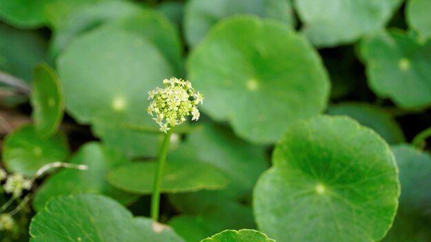 Hydrocotyle verticillata également connu sous le nom de marshpennywort verticillé