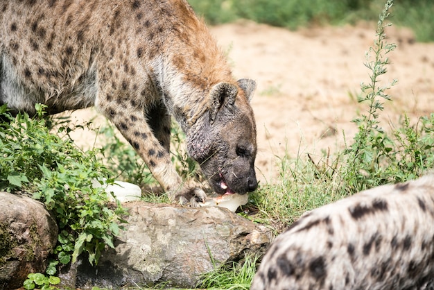 Hyena jouant de la glace