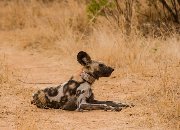 Photo hyène assise sur un champ dans la forêt