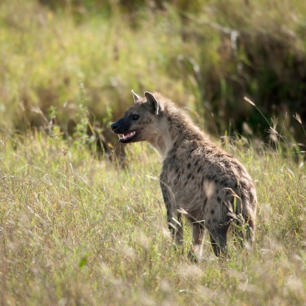 Hyène dans le parc national du Serengeti