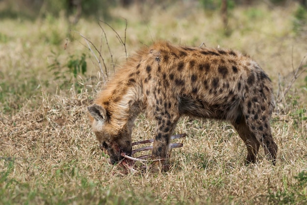 Hyène mangeant Kruger National Park Afrique du Sud