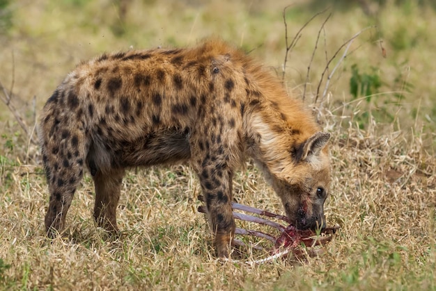 Hyène mangeant Kruger National Park Afrique du Sud