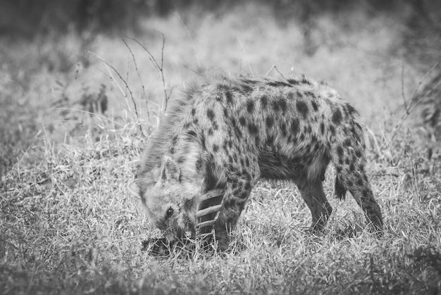 Hyène mangeant Kruger National Park Afrique du Sud